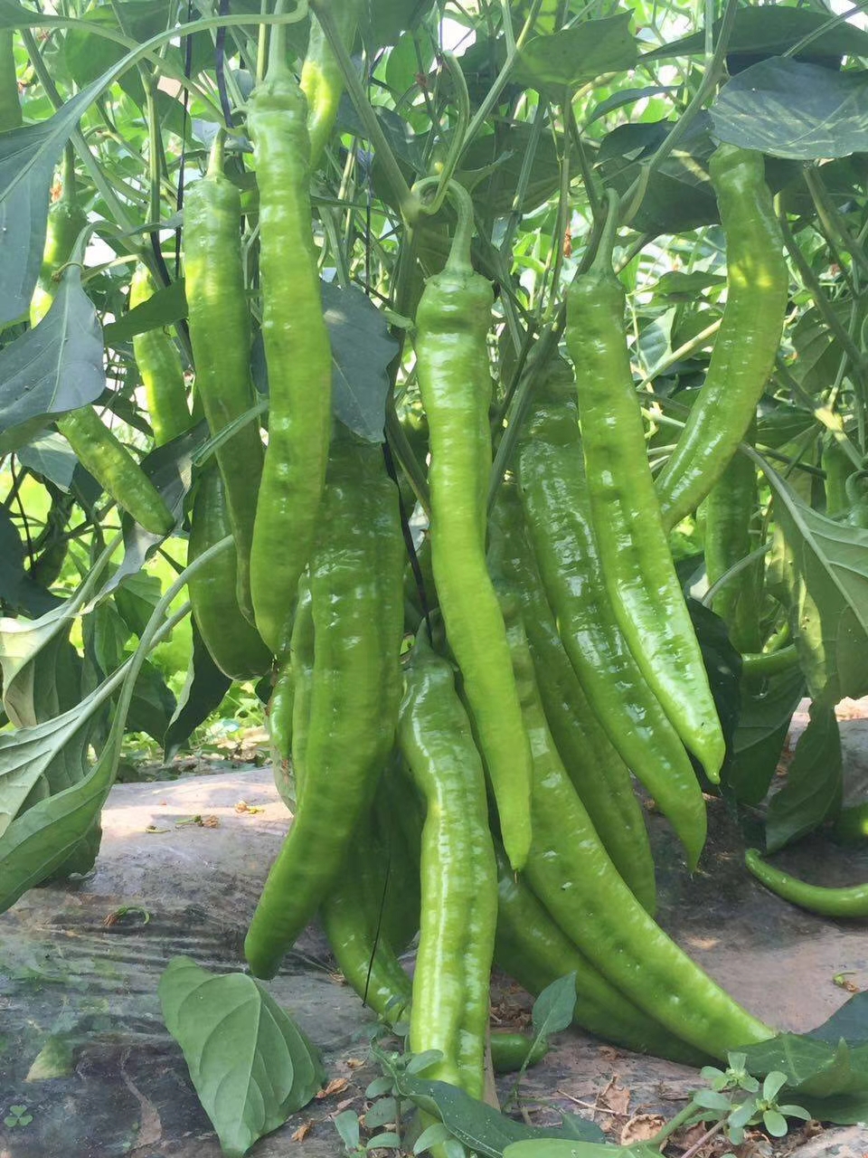 微信圖片_20210525101731.jpg 微信圖片_20210525101731.jpg